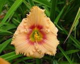Flower of daylily named Peach Candy