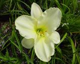 Flower of daylily named Pray For Peace