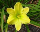 Flower of daylily named Purest Treasure