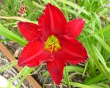 Flower of daylily named Red Pinochio