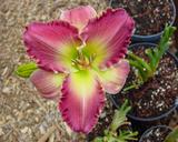 Flower of daylily named Rock Of Salvation