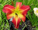 Flower of daylily named Rocket Booster