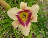 Flower of daylily named Shawn Callahan Coyne