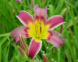 Flower of daylily named Unidentified Flying Object