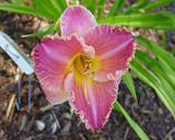 Flower of daylily named Upper Crust Society