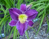 Flower of daylily named Watership Down