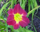 Flower of daylily named Whooperee