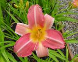 Flower of daylily named Wide Wide World