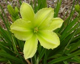 Flower of daylily named Bama Birdsong