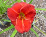 Flower of daylily named Desert Flame
