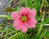 Flower of daylily named Hottentot Whatnot