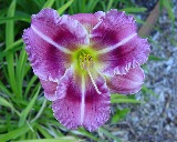 Flower of daylily named Lillies Purple Fantasy