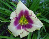 Flower of daylily named Lin Wright