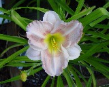 Flower of daylily named Behold the Heavens