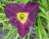 Flower of daylily named Beyond Thunder Dome