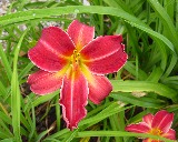 Flower of daylily named By Jove