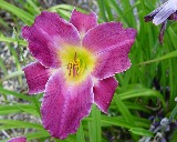 Flower of daylily named Cameroons
