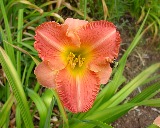 Flower of daylily named Colorado Moon Fire