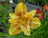Flower of daylily named Double Twit