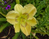 Flower of daylily named Etched Eyes