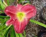 Flower of daylily named Extreme Fun