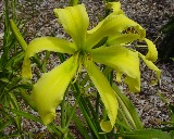 Flower of daylily named Gadsden Light