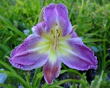 Flower of daylily named Heart Effect