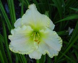 Flower of daylily named Knights in White Satin