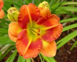 Flower of daylily named Lipstick Ring