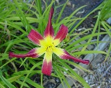 Flower of daylily named Lobo Lucy