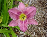Flower of daylily named Lyrical Ballad