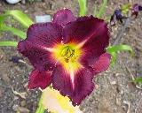 Flower of daylily named Miles Davis