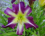 Flower of daylily named Peacock Maiden