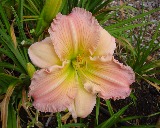 Flower of daylily named Pink Corduroy