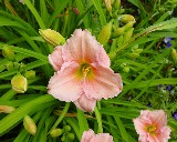 Flower of daylily named Pink Playmate