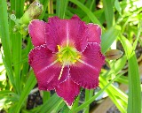 Flower of daylily named Raspberry Bouquet