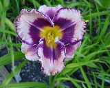 Flower of daylily named Rock Solid