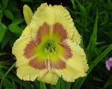 Flower of daylily named Russian Easter