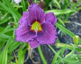 Flower of daylily named Siloam Purple Plum