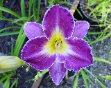 Flower of daylily named Stephane Grappelli