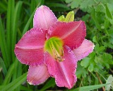 Flower of daylily named Twilight Rose