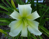 Flower of daylily named Twirling Parasol