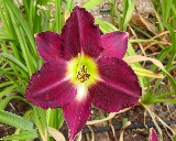 Flower of daylily named Super Purple Prize