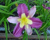 Flower of daylily named Venetian Magistrate