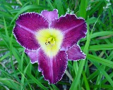 Flower of daylily named Vatican City