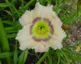 Flower of daylily named Changing Latitudes