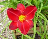 Flower of daylily named Chicago Ruby