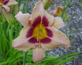 Flower of daylily named Classic Caper