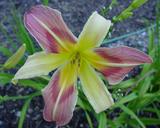 Flower of daylily named Coburg Fright Wig