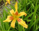 Flower of daylily named Crazy Pierre